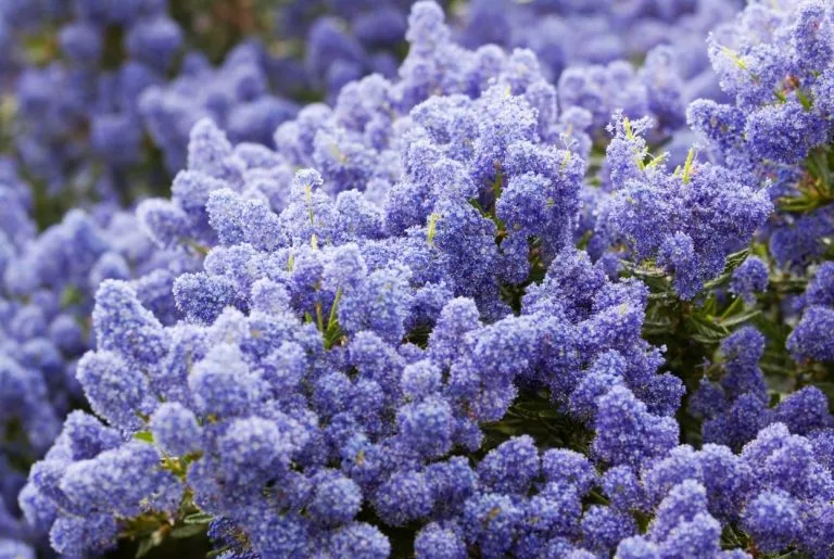 Céanothe, Lilas de Californie : Variétés, taille et entretien
