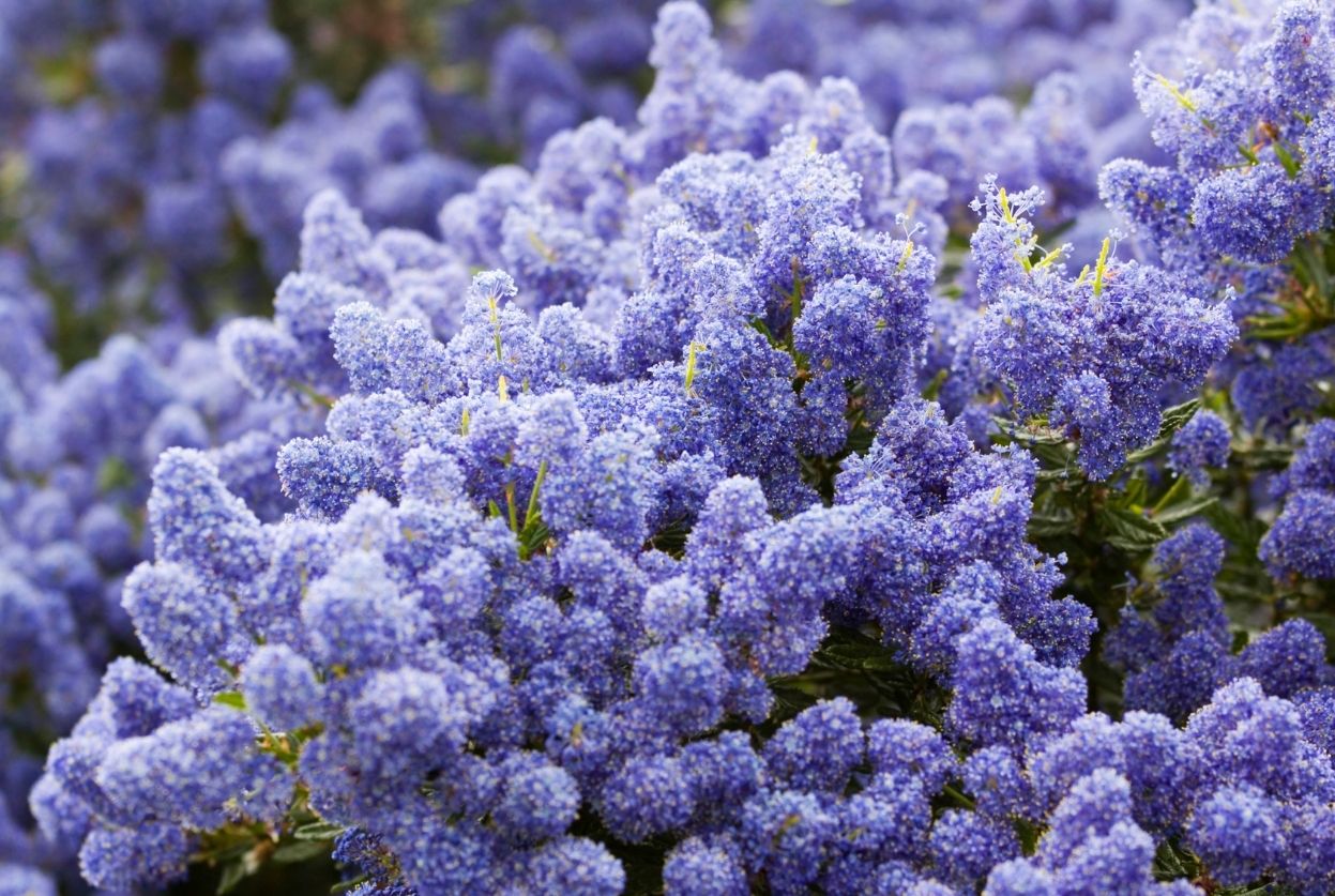 Céanothe, Lilas de Californie : Variétés, taille et entretien