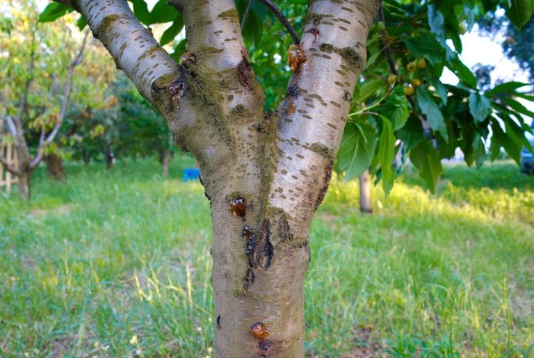 Cerisier malade ? Les 8 maladies et remèdes naturels