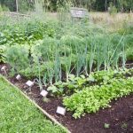 Potager permaculture débutant : Plan + étapes