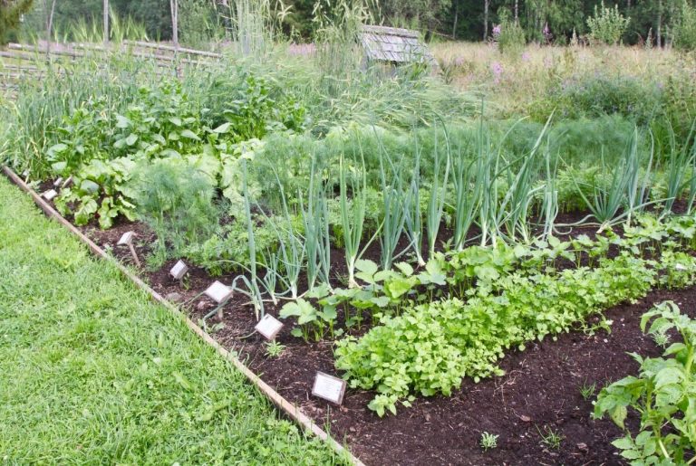Potager permaculture débutant : Plan + étapes