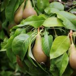 Poirier : Plantation, taille et maladies (+ calendrier)
