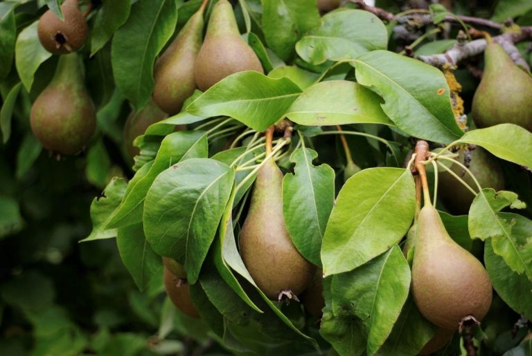 Poirier : Plantation, taille et maladies (+ calendrier)