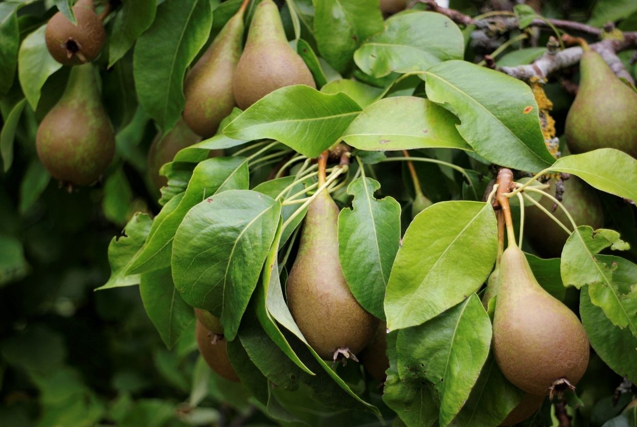 Poirier : Plantation, taille et maladies (+ calendrier)