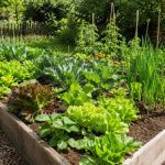 potager bio débutant