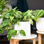 Pothos : entretien, variétés et bouturage facile