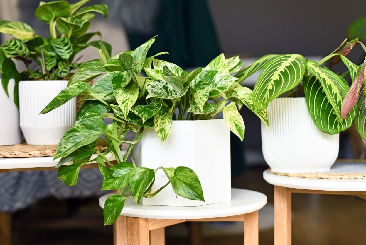 Pothos : entretien, variétés et bouturage facile