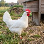 Poule Azur : Œufs bleus, ponte et élevage