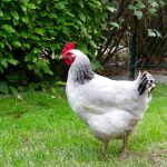 Poule Sussex : Tout savoir avant de l'adopter