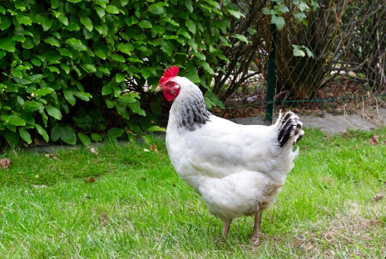 Poule Sussex : Tout savoir avant de l'adopter