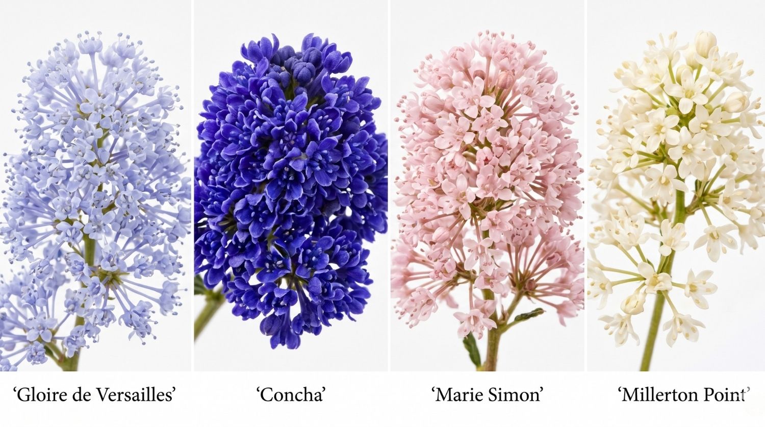 tableau des variétés de lilas de californie