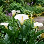 Zantedeschia : 5 erreurs qui tuent la floraison