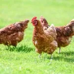 10 choses à connaître avant d'adopter une poule