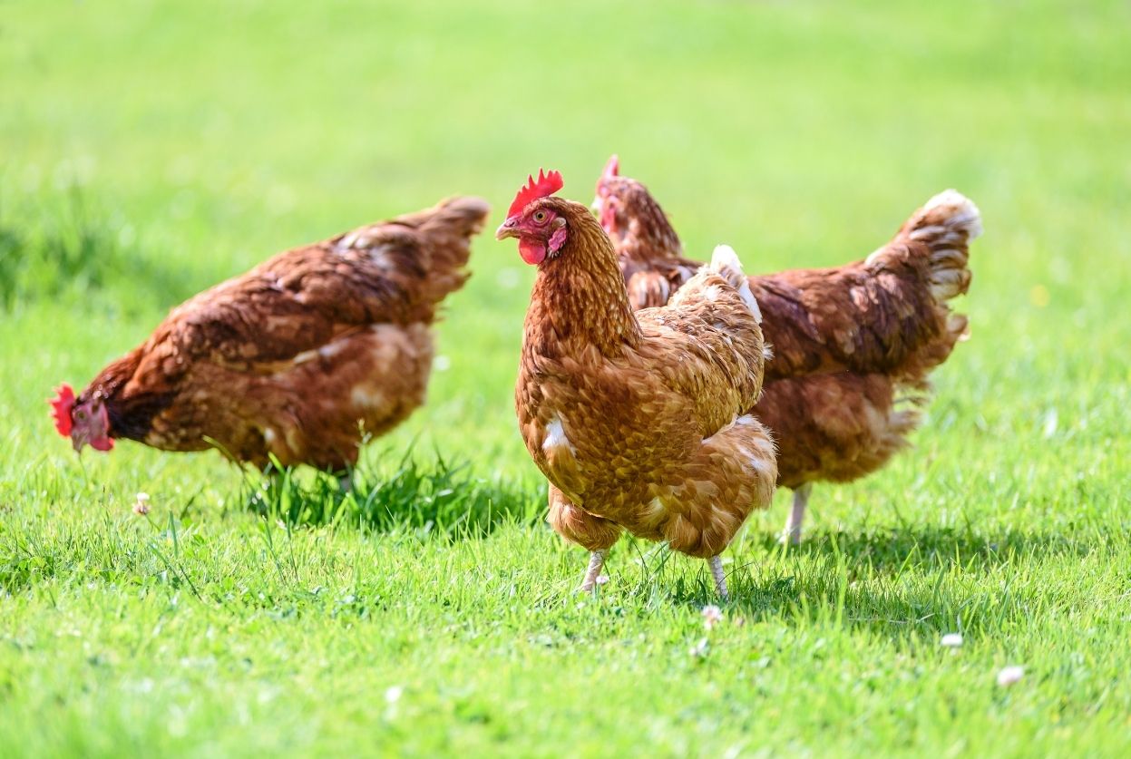 10 choses à connaître avant d'adopter une poule