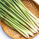 Comment cultiver la citronnelle en pot ou en pleine terre