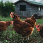 Combien de temps vit une poule ? Durée de vie + races