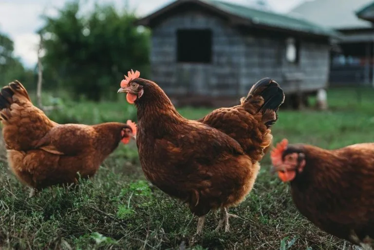 Combien de temps vit une poule ? Durée de vie + races