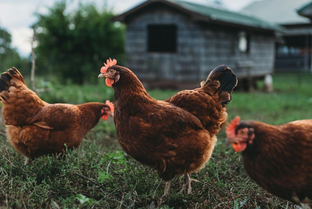 Combien de temps vit une poule ? Durée de vie + races