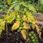 Comment sauver des plants de tomates qui jaunissent