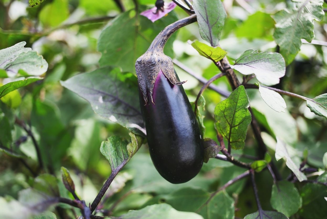 Aubergine : Culture, plantation et récolte
