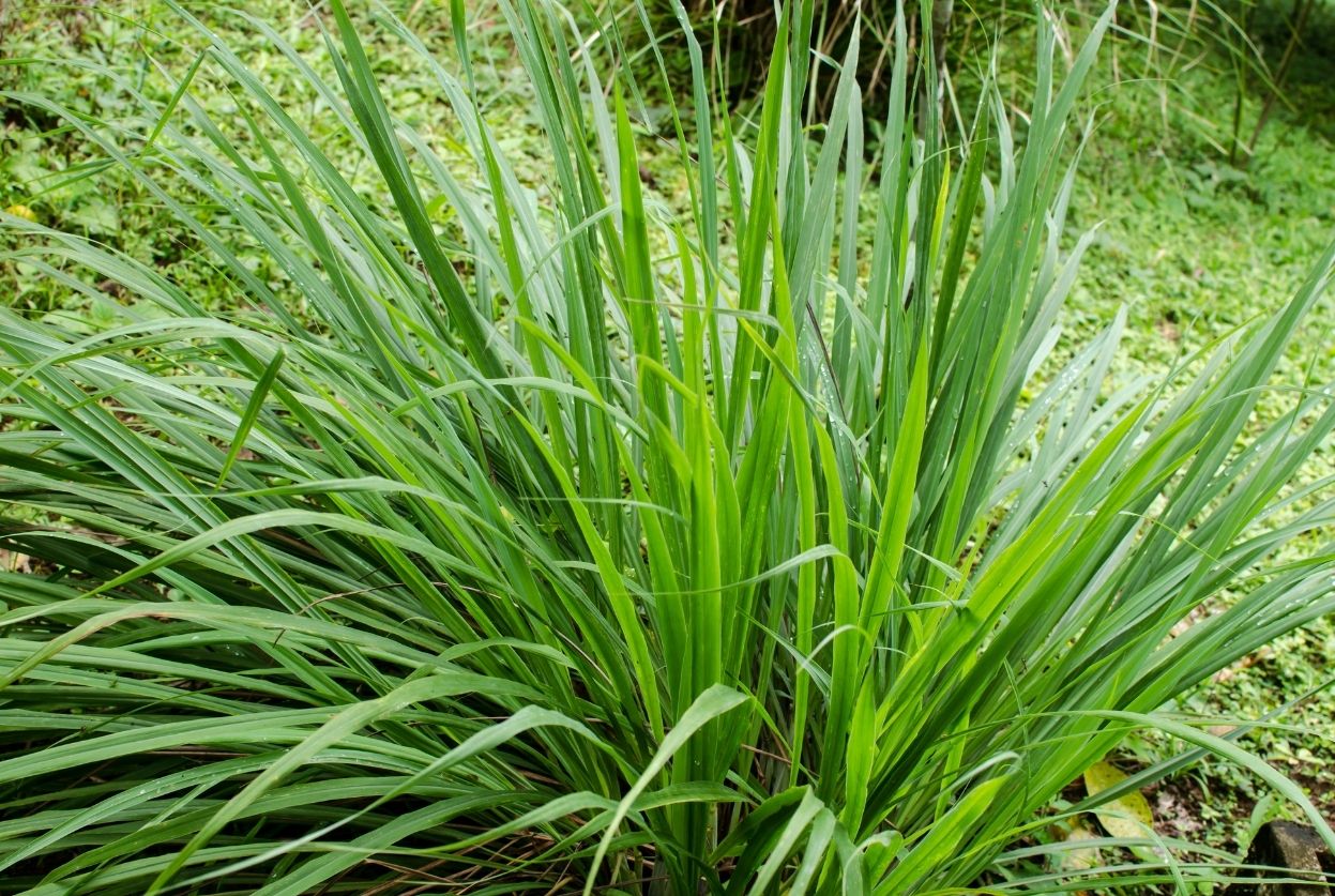 plant de citronnelle