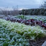 Variétés de salades d'hiver à semer au potager
