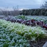 Variétés de salades d'hiver à semer au potager