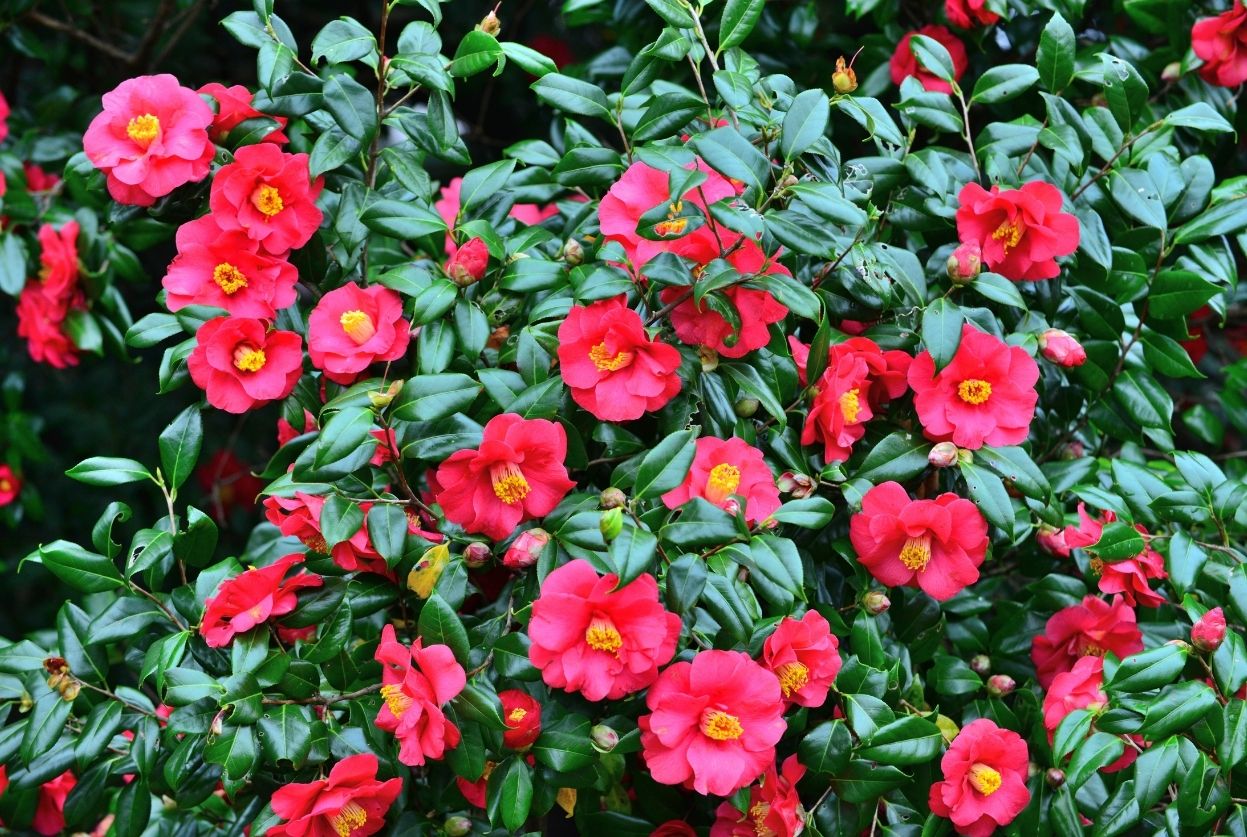 camellia japonica adolphe audusson en fleurs.