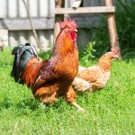 Combien de poules pour un coq ? Le bon ratio selon la race