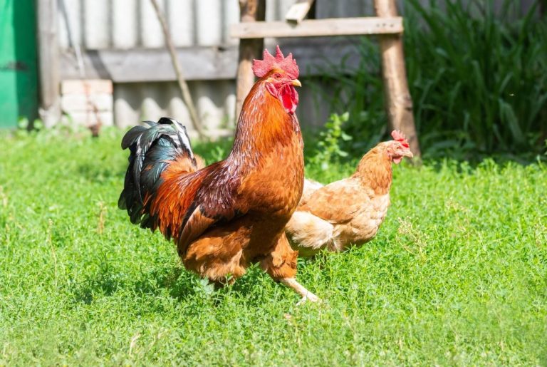 Combien de poules pour un coq ? Le bon ratio selon la race