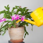 7 signes qu'une plante trop arrosée + solutions