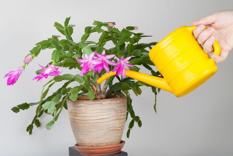 7 signes qu'une plante trop arrosée + solutions