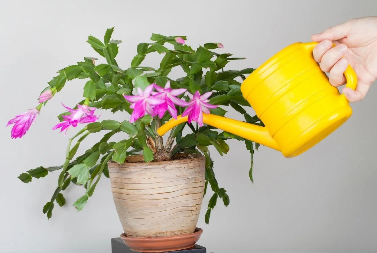 7 signes qu'une plante trop arrosée + solutions
