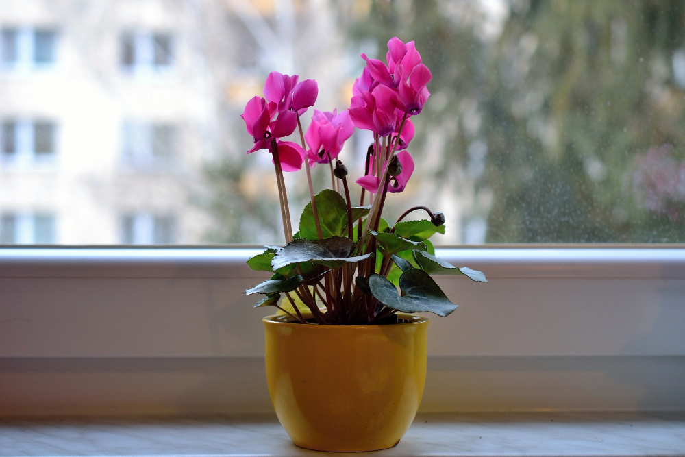 entretien bégonia