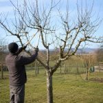 Entretien des arbres fruitiers : Le calendrier mois par mois