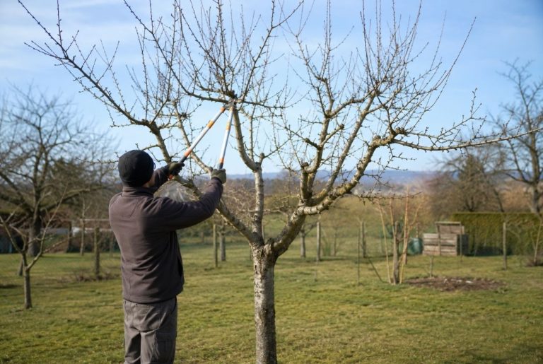 Entretien des arbres fruitiers : Le calendrier mois par mois