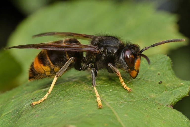 Frelon noir au jardin : Identification et dangers