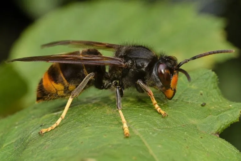 Frelon noir au jardin : Identification et dangers