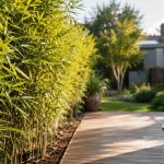 Brise-vue végétal : 12 plantes qui cachent vraiment