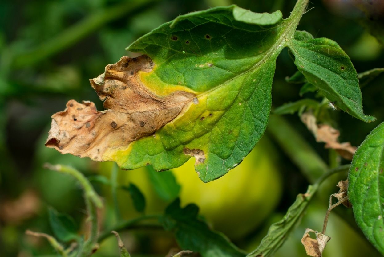 mildiou tomate