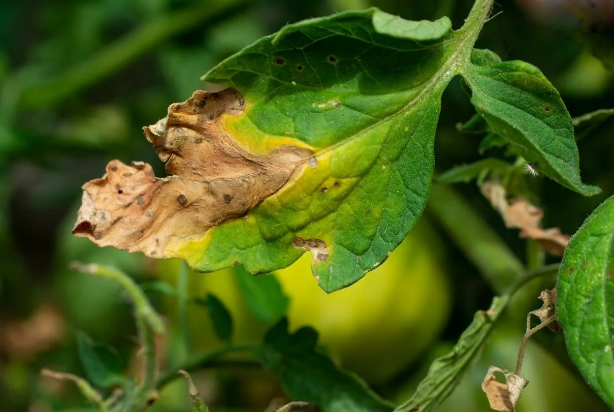 mildiou tomate