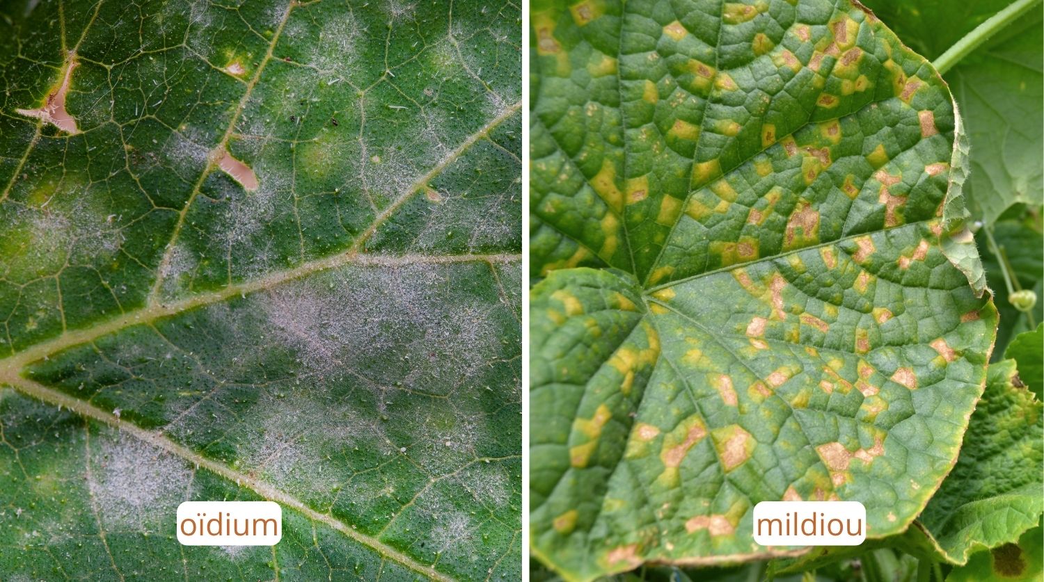 photo comparative oïdium et mildiou