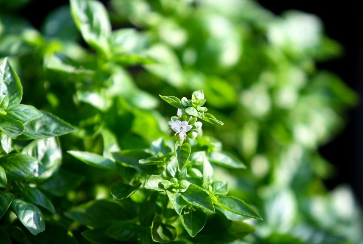 pourquoi mon basilic fleurit trop vite