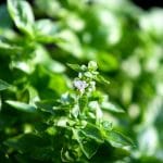 Pourquoi mon basilic fleurit trop vite ? 7 causes et solutions