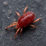 Poux rouges : le protocole qui marche en 6 semaines