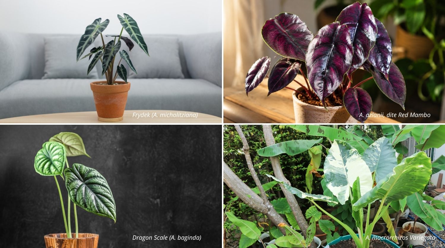 quatre variétés de plantes avec leurs noms : Frydek (A. micholitziana), A. azlanii dite Red Mambo, Dragon Scale (A. baginda) et A. macrorrhizos Variegata.