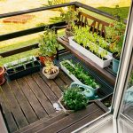 Tout savoir pour réussir la culture des plantes en pot