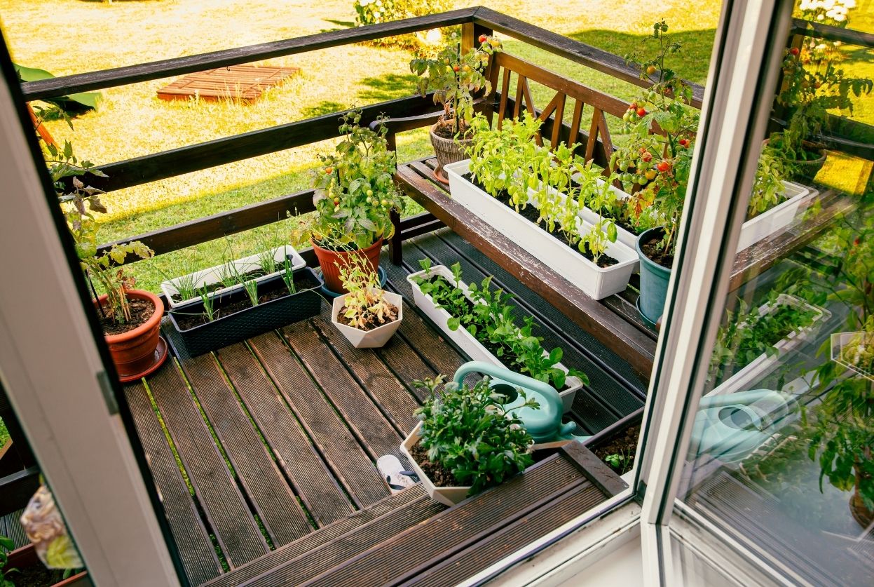 Tout savoir pour réussir la culture des plantes en pot