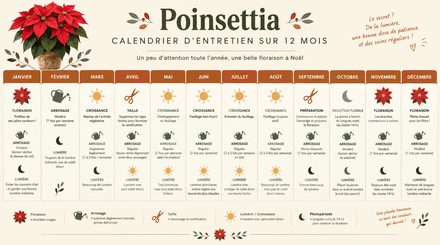 Calendrier annuel de soin du poinsettia mois par mois