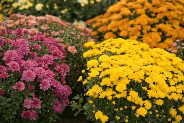 Chrysanthème : Planter, entretenir et le faire durer